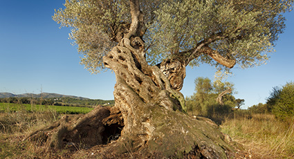 Inora Inmobiliaria Peñíscola