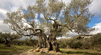 Real Estate Peniscola Inora and Nature