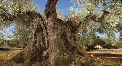 Real Estate Peniscola Property and Millenary Olive Trees